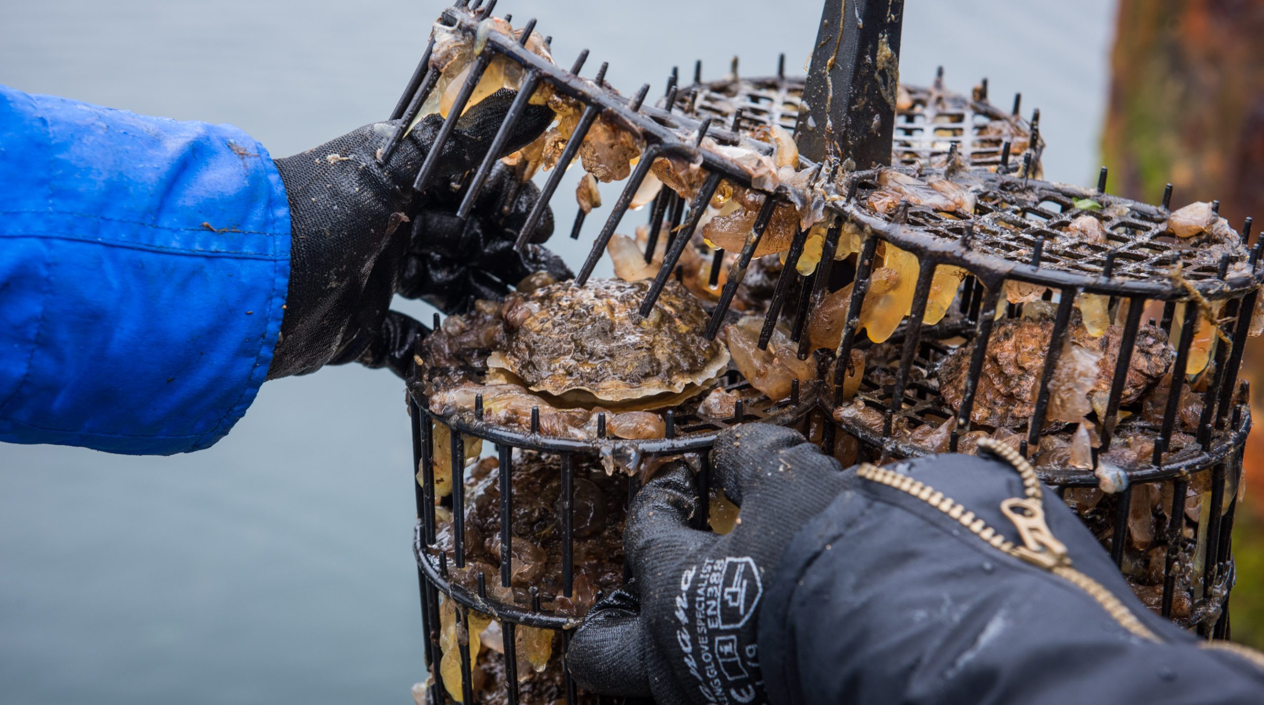 OystersHartlepool_GJmr-7950