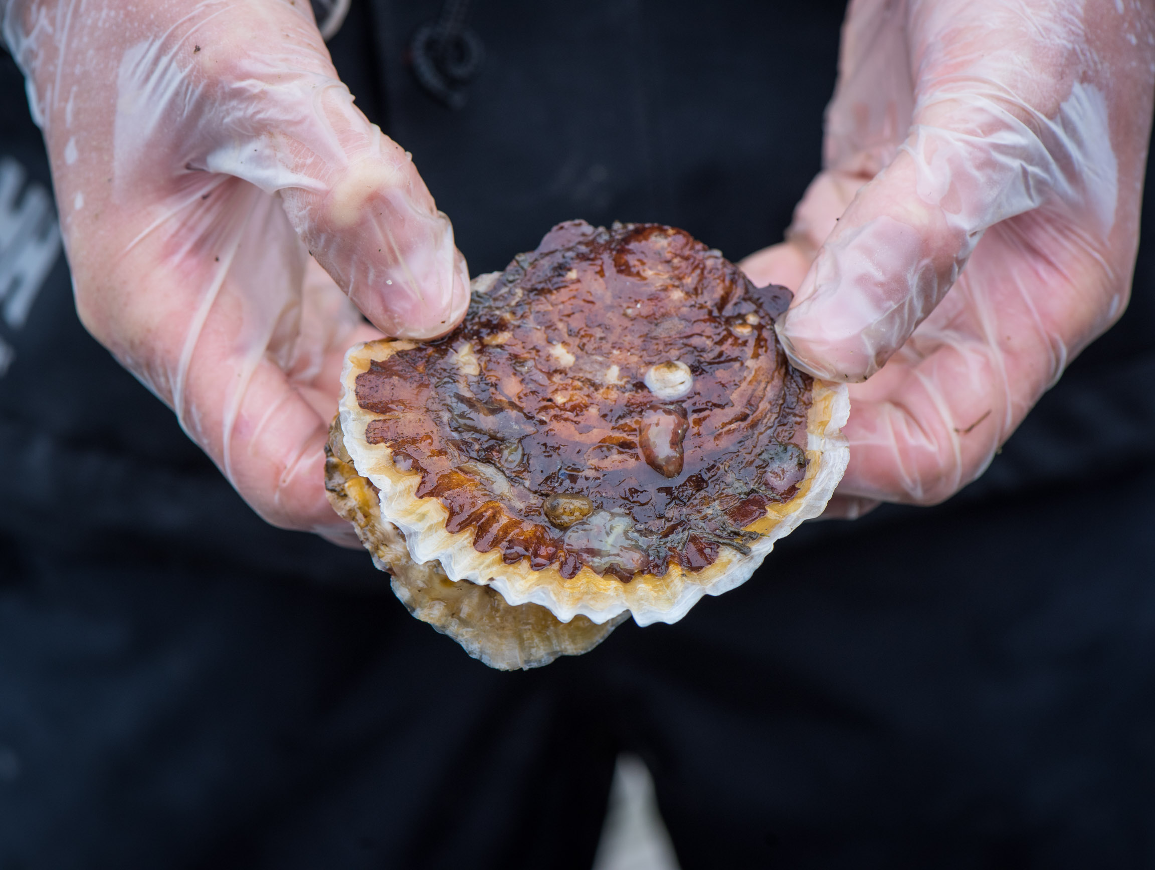 OystersHartlepool_GJmr-8014