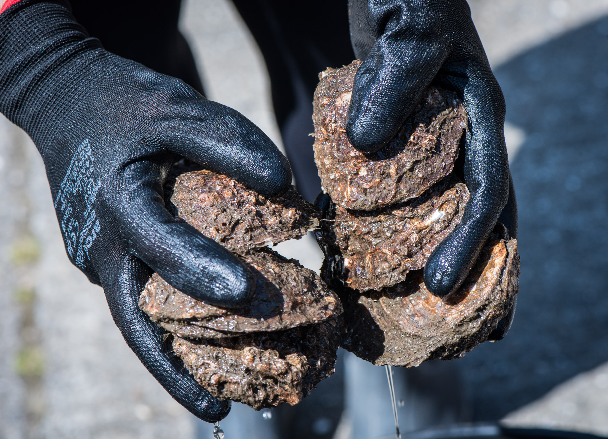 Oysters_Roker_GJmr-7581