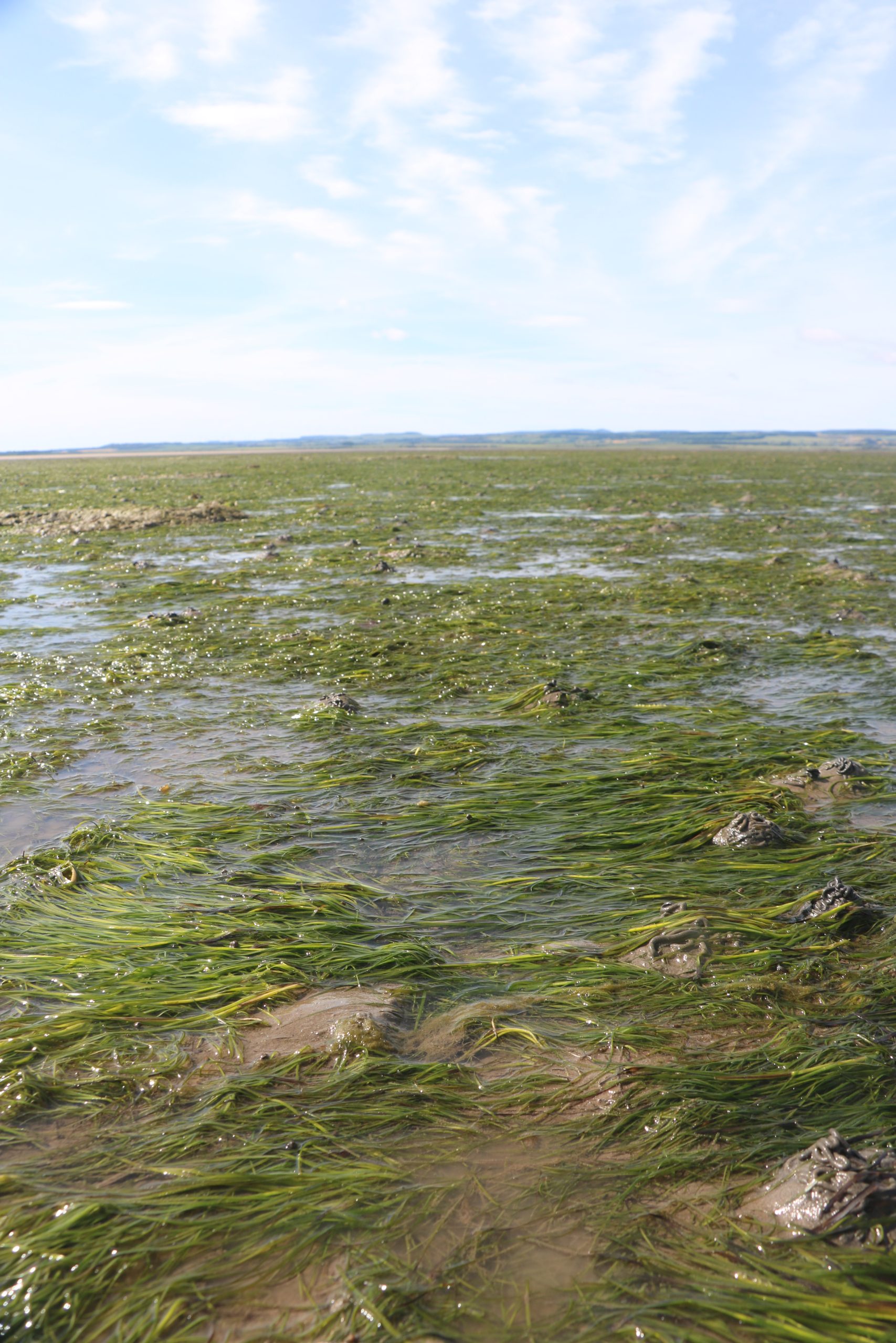 Photo credit Richard J Lilley, Project Seagrass
